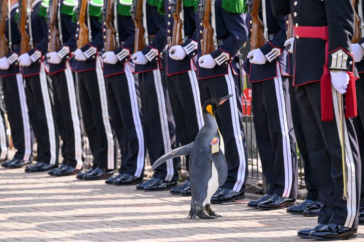 Major General Sir Nils Olav III Tattoo at Edinburgh Zoo in 2023